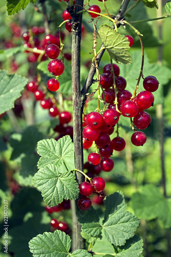 Branch of red currant with lots of ripe berries