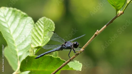 Blue darner dragonfly on a twig flies away 4K