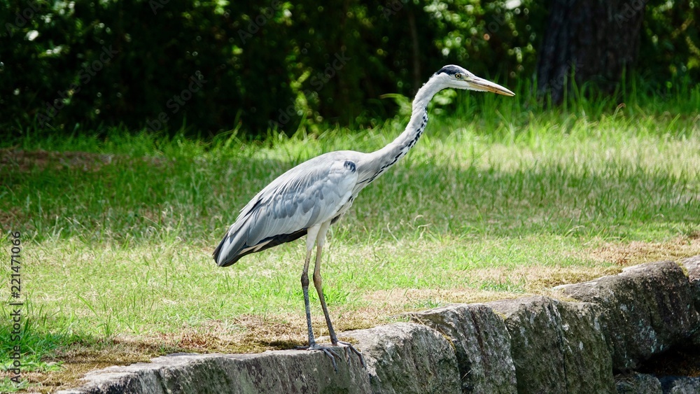 Fototapeta premium Graureiher, Reiher, Wasservogel