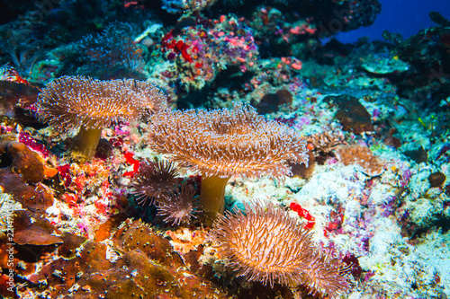 Underwater image of colorful bright corals © Myroslava