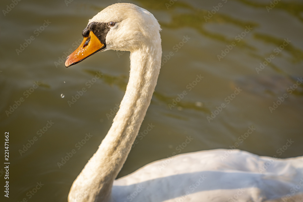 Obraz premium Amagansett