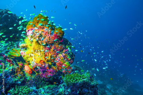 Underwater image of colorful bright corals