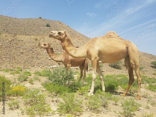 camel in the desert © Aiko