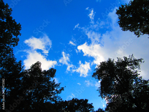 Clouds in the blue sky among the trees