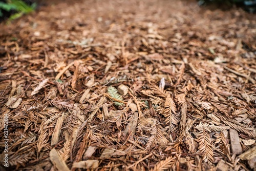 Dead nature: Dry leaves during winter