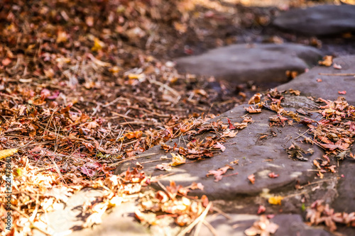 Fallen leaves on big stones during autumn