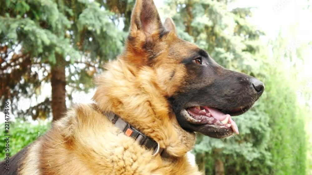 Closeup scene of a beautiful german shepherd dog while looking around in the garden with tall pine trees in the background on a sunny day. Closeup scene of a beautiful german shepherd dog while looking around in the garden with tall pine trees in the background on a sunny day.