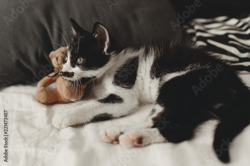 cute little kitty playing with little teddy bear toy on white bed sheets in stylish room in morning light. adorable black and white kitten with funny emotions lying. adoption concept
