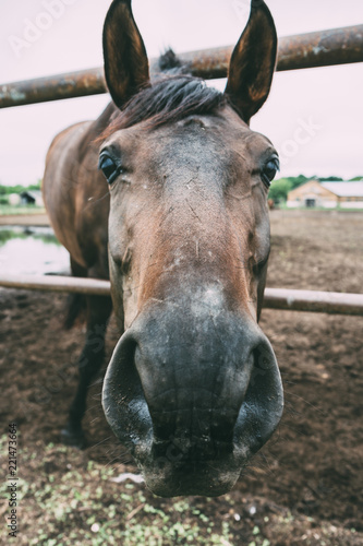 Portrait of cute horse head, beautiful dark stallion in the pen on ranch © DedMityay