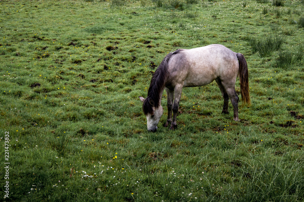 Side view of one white horse grazing on the green meadow. Spring in Ireland. Side view of one white horse grazing on the green meadow. Spring in Ireland.
