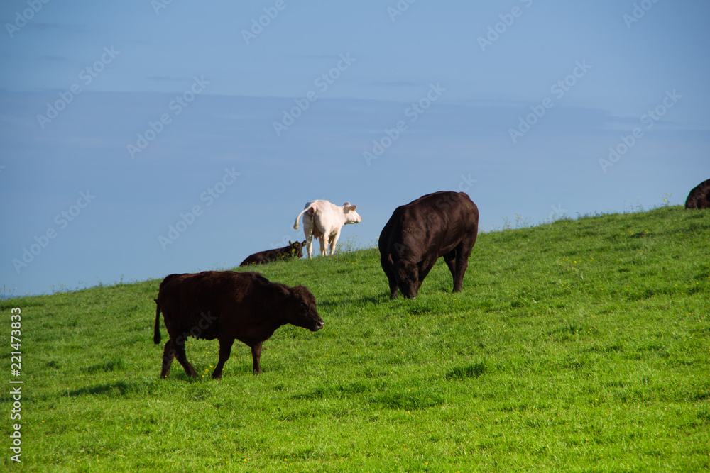 Landscape view of tree black and one white cows grazing on the green meadow. Spring in Ireland. Landscape view of tree black and one white cows grazing on the green meadow. Spring in Ireland.