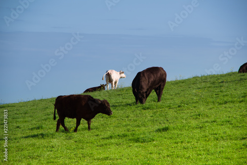 Landscape view of tree black and one white cows grazing on the green meadow. Spring in Ireland.