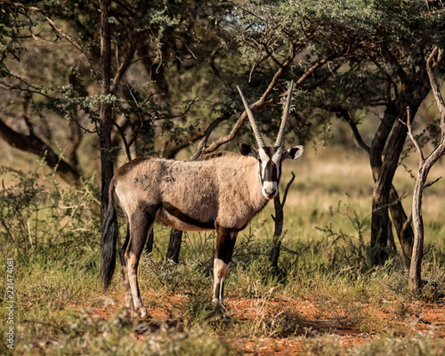 Gemsbok Antelope