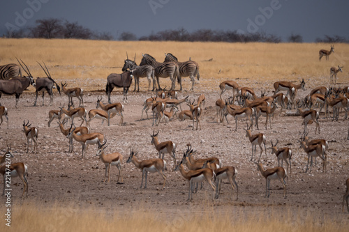 Safari animals at a waterhole in Etosha National Park, Namibia
