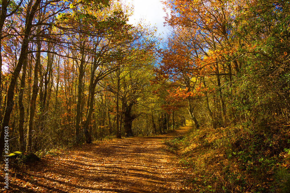 Fototapeta premium Autumn trail between orange green and brown leaves in autumn Aguilar de Campoo Ujaperos
