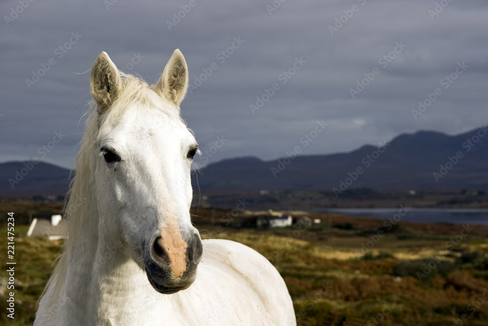 Obraz premium Connemara-Pony, Irland