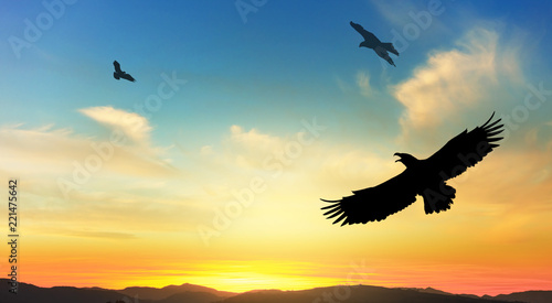 Eagles in flight at sunset