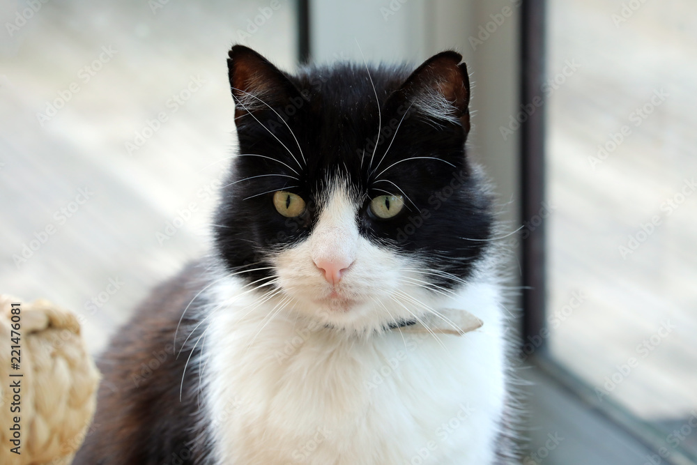 Obraz premium Black And White Cat In Front Of The Window