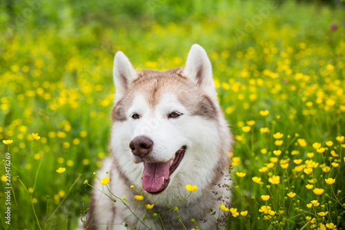 Profile Portrait of A beige and white dog breed siberian husky is in the buttercup field in summer.