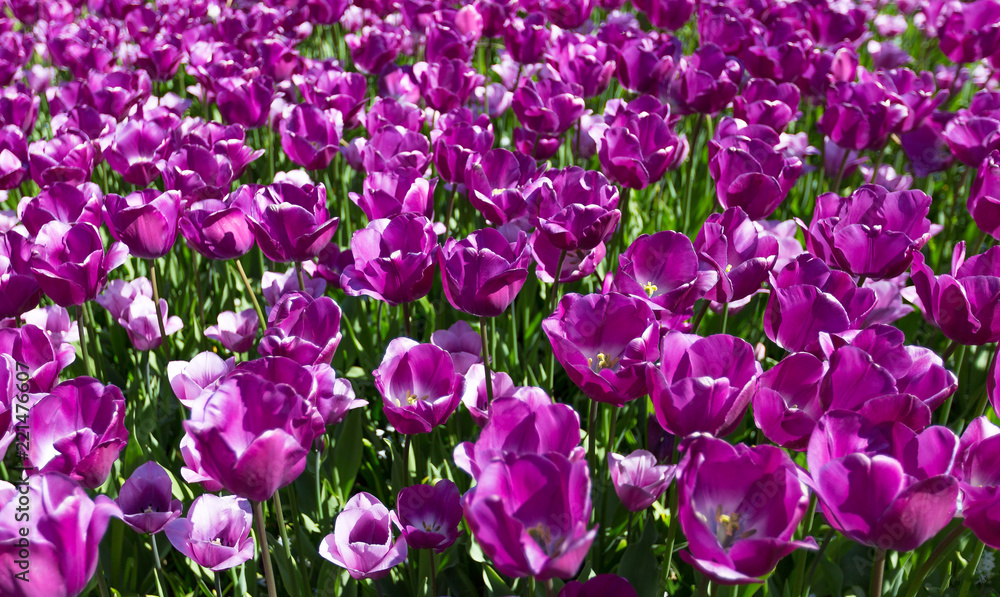 Fototapeta premium Frühling
