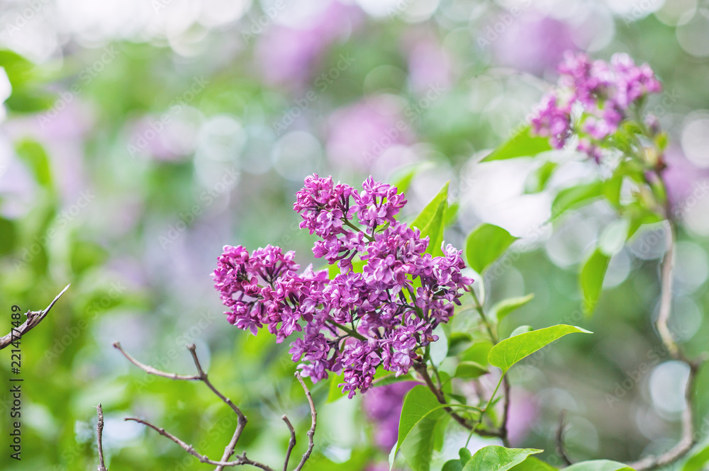 Beautiful flowers on a branch of the spring blossoming lilac Beautiful flowers on a branch of the spring blossoming lilac