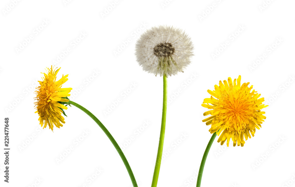 Obraz premium Dandelion na białym tle