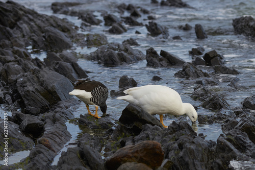 Pair of Kelp Geese (Chloephaga hybrida malvinarum) feeding on vegetation in rock pools on the coast of Carcass Island in the Falkland Islands. photo