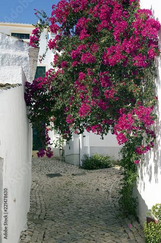 Blütenpracht, Portugal photo