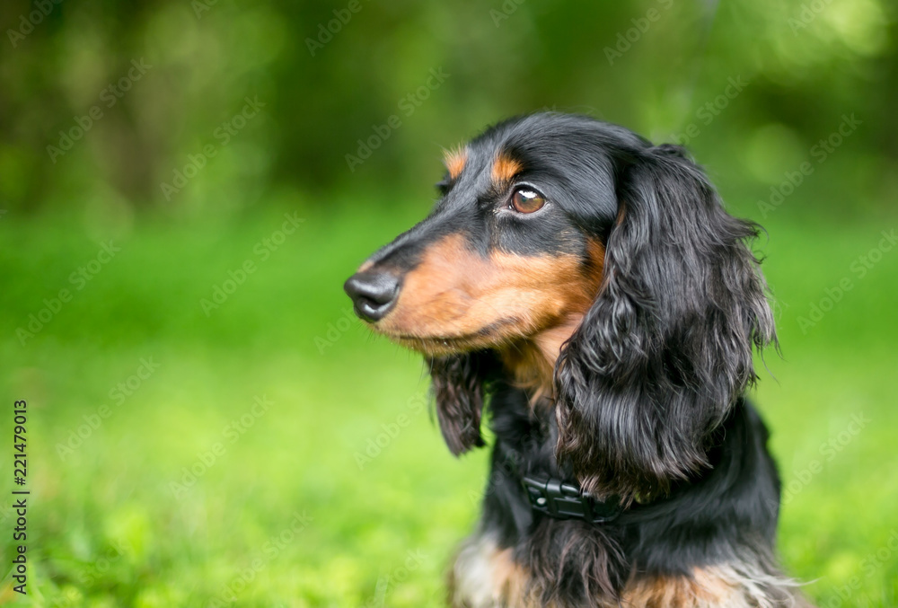 Profile of a black and red Long-haired Dachshund dog outdoors