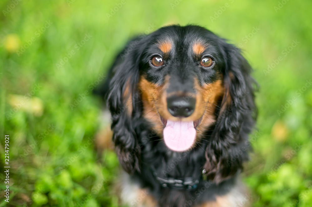 A red and black Long-haired Dachshund dog with a happy expression