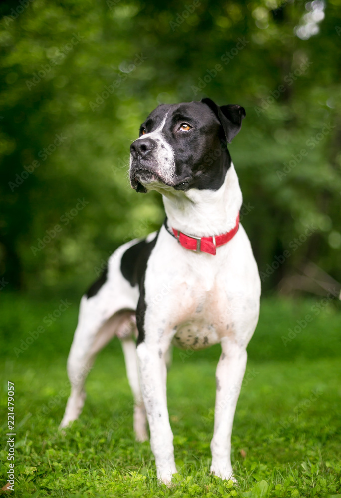 A black and white American Bulldog mixed breed dog wearing a red collar outdoors