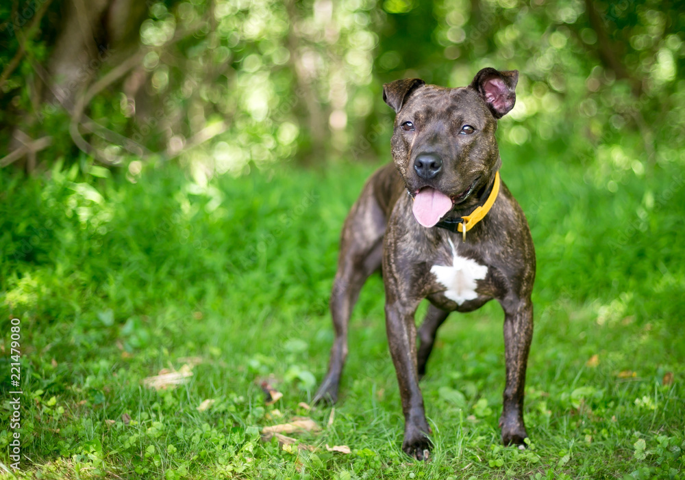 A brindle and white Pit Bull Terrier mixed breed dog standing outdoors A brindle and white Pit Bull Terrier mixed breed dog standing outdoors