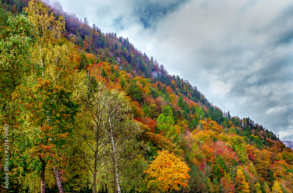 Vibrant autumn mountain forest