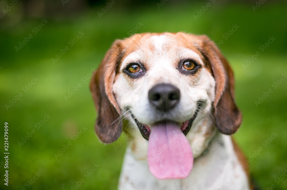 A Beagle dog outdoors with a happy expression