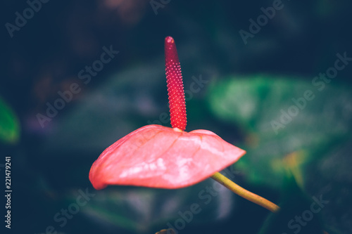 Anturium andrianum. Colorful flower on dark tropical foliage nature background photo