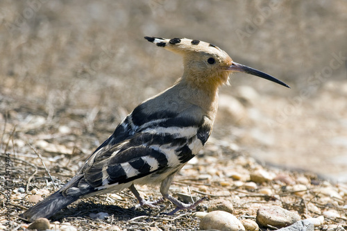 Wiedehopf  / Hoopoe/ Epupa epops photo