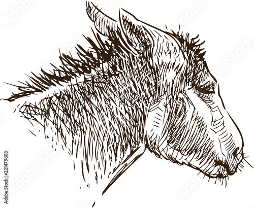 Head of a small donkey