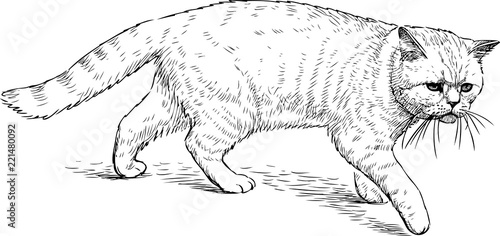 Sketch of a walking domestic cat