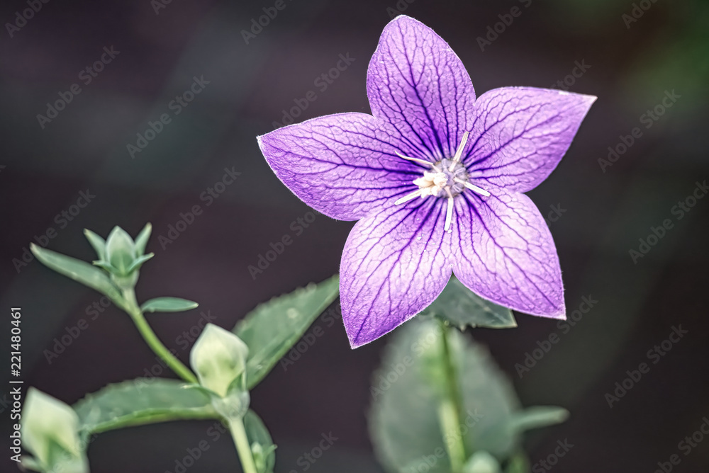 closeup of a purple flower blossomed in the garden closeup of a purple flower blossomed in the garden