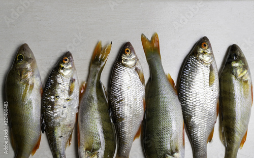 Fish river roach and red sea bream isolated on white background Scardinius erythrophthalmus