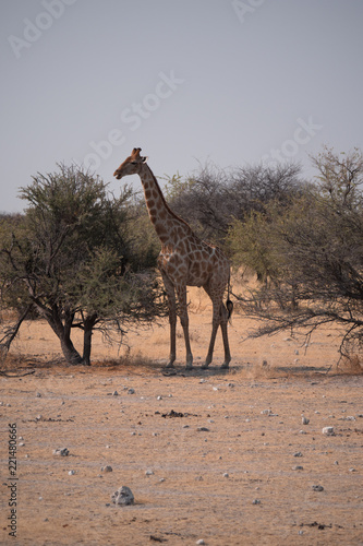Giraffe in Etosha National Park  Namibia