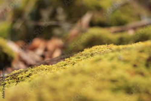 Lichen sur pierre en sous bois © nicolaspeters