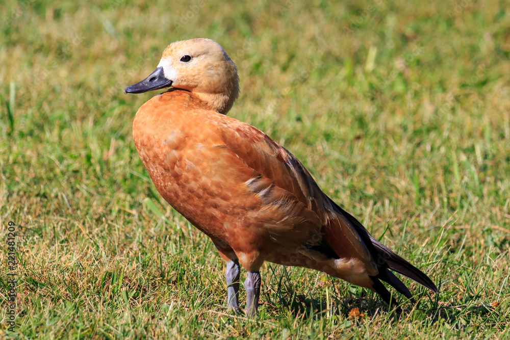 Portrait of ruddy shelduck in the grass on the lake shore Portrait of ruddy shelduck in the grass on the lake shore