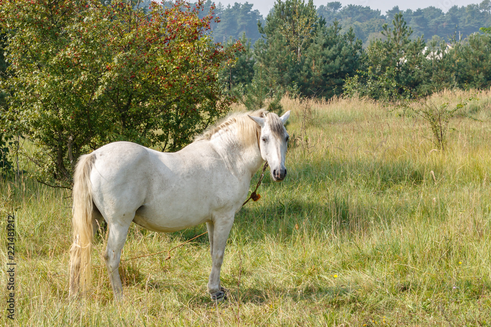 Portrait of a domestic white horse standing among a meadow in the grass on a background of bushes Portrait of a domestic white horse standing among a meadow in the grass on a background of bushes