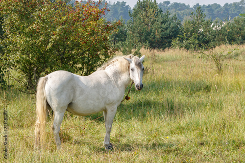 Portrait of a domestic white horse standing among a meadow in the grass on a background of bushes