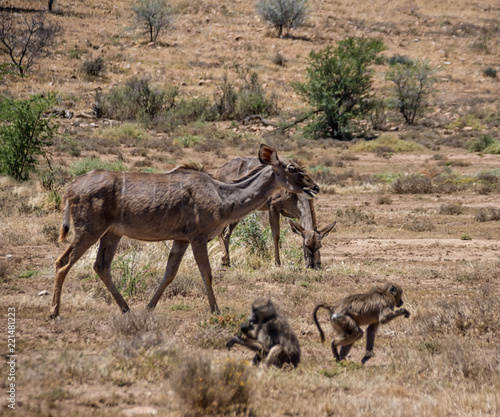 Female Kudu