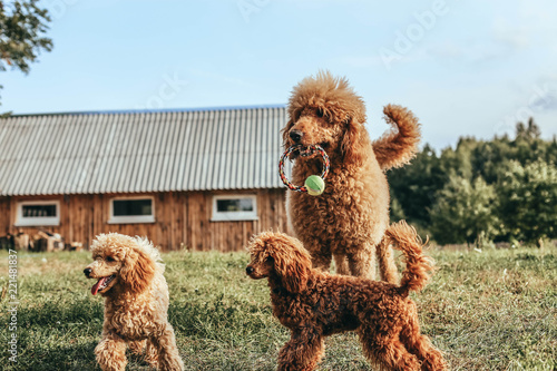 toy and standard poodle are played on the lawn. Pedigree dogs of apricot color. photo