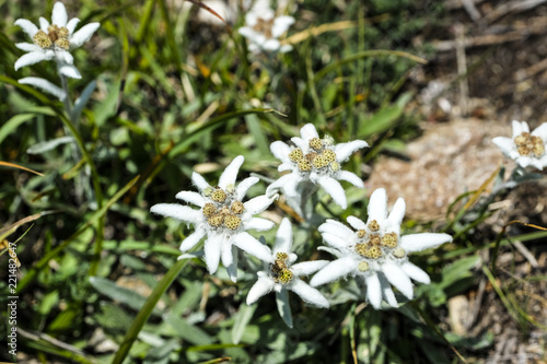 original edelweiss (Leontopodium nivale) 