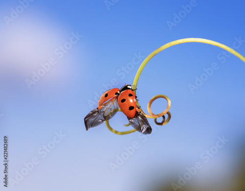 beautiful ladybug crawling on a twig forward towards the sun