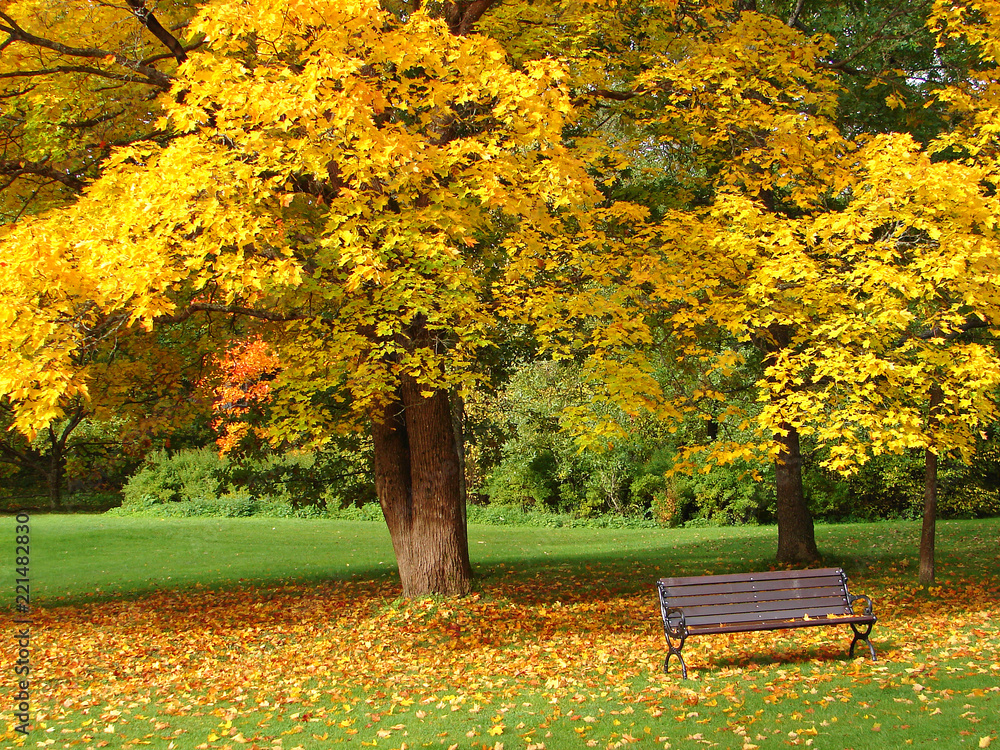 Bench and maple in city park in autumn